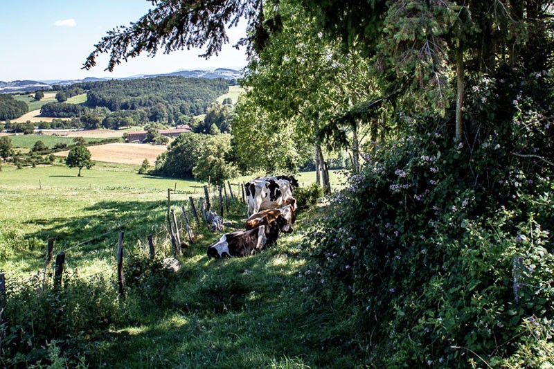 ALTERMONTS, Fromagerie biologique et paysanne dans les Monts du Lyonnais | Vaches ferme des deux hélices