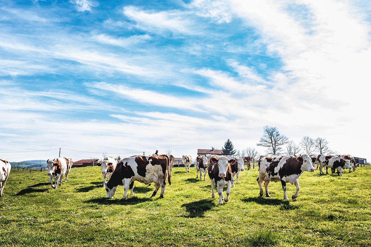 ALTERMONTS, Fromagerie biologique et paysanne dans les Monts du Lyonnais | Nos valeurs