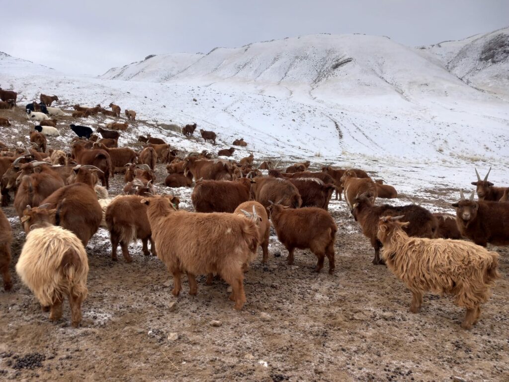 Lire la suite à propos de l’article Mongolie : aventures, yourtes et santé animale — le récit (pas si) tranquille d’une mission au bout du monde