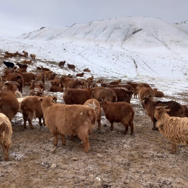 Mongolie : aventures, yourtes et santé animale — le récit (pas si) tranquille d’une mission au bout du monde