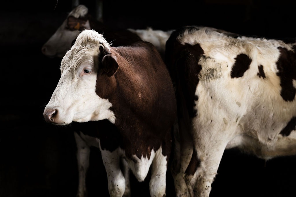 Altermonts_Reportageferme©JarlotProductions-64