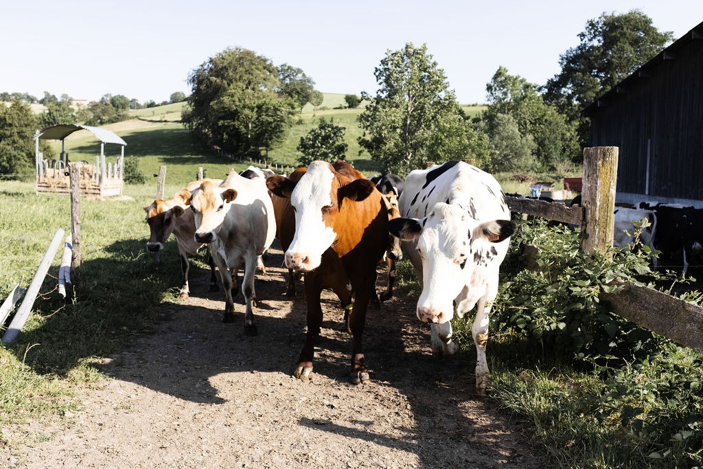 Fromagerie Monts du Lyonnais AlterMonts